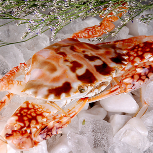 约1斤/只 超大红花蟹鲜活 北京闪送应季飞蟹满肉海南公母花蟹海鲜