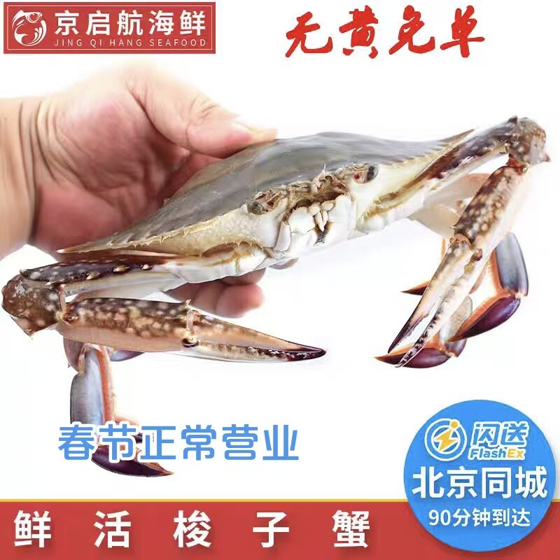 保鲜不保活 丹东吃黄梭子蟹约5两/只 母梭子蟹飞蟹 北京闪送
