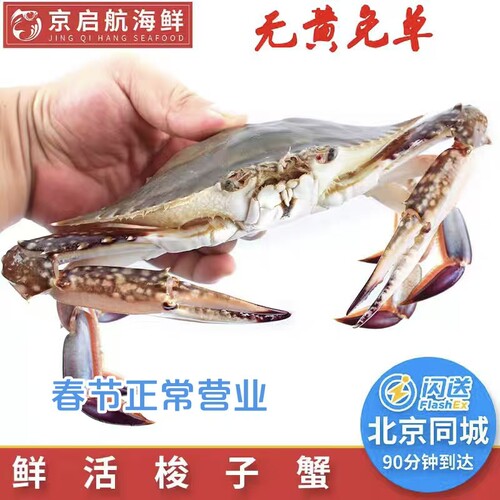 保鲜不保活 丹东吃黄梭子蟹约5两/只 母梭子蟹飞蟹 北京闪送