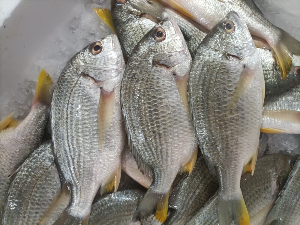 1份2条 4-5两1条 新鲜黄翅鱼 黄立鱼 海鲜水产冰鲜黄腊鱼鲷鱼海鱼