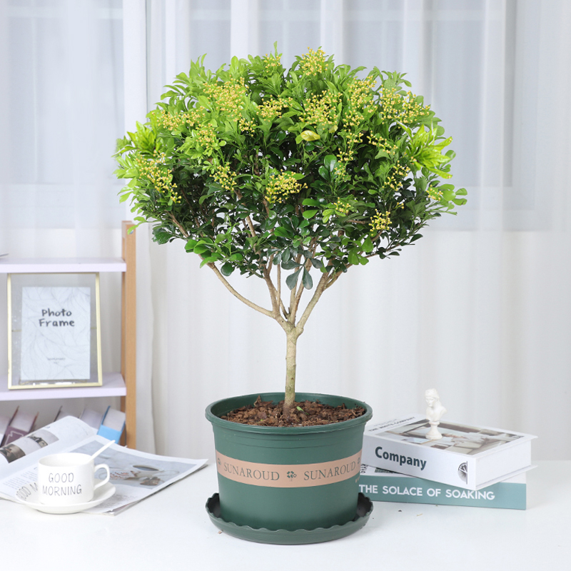 米兰花盆栽浓香型室内花卉绿植大四季开花独杆带花苞盆景净化空气 话权旗舰店 淘优券 米兰花盆栽浓香型室内花卉绿植大四季开花独杆带花苞盆景净化空气 话权旗舰店 淘优券