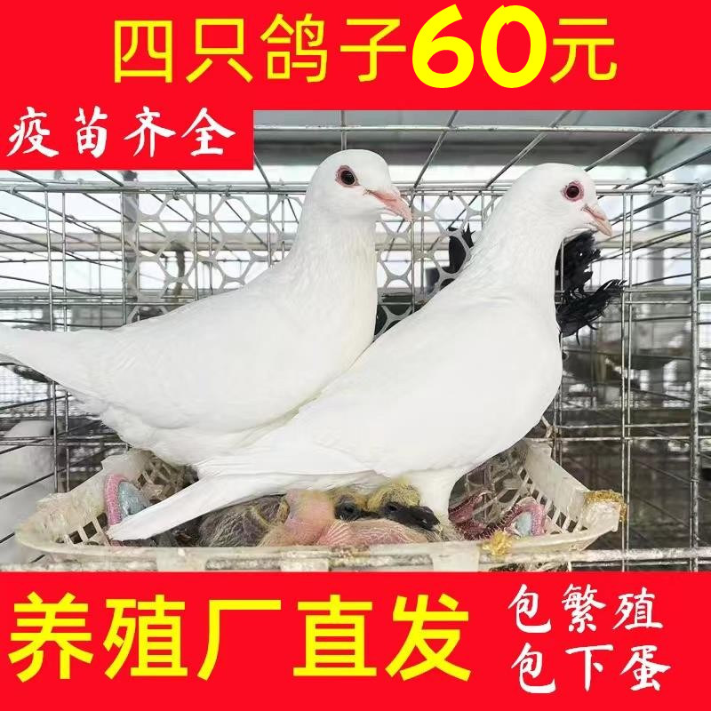 鸽子活物一对种鸽子活体肉鸽家养信鸽雨点青年鸽活鸽子瓦灰鸽包活