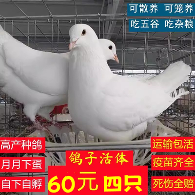 鸽子活一对公母肉鸽子青年观赏鸽白鸽子下蛋鸽小鸽子白羽王鸽瓦灰