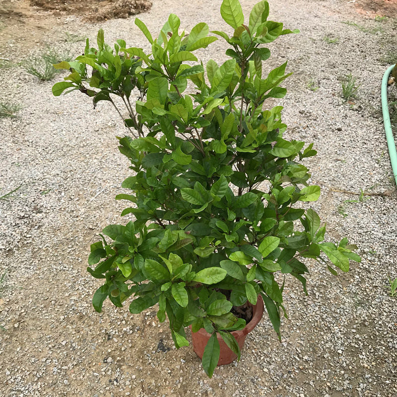 神秘果树苗四季开花当年结果变味果吃酸变甜盆栽果树带叶带花带果,个性定制/设计服务/DIY,明信片定制,淘宝优惠券,粉丝福利购,淘宝优惠卷