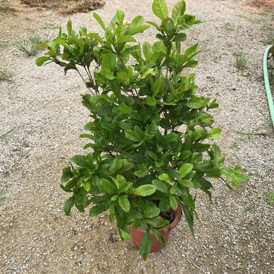 神秘果树苗四季开花当年结果变味果吃酸变甜盆栽果树带叶带花带果