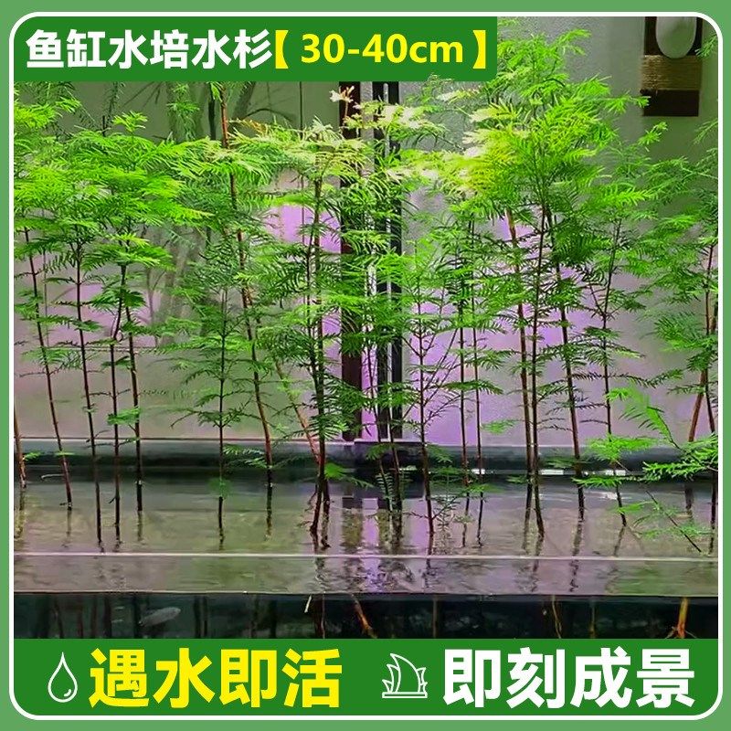 水杉水培树苗鱼缸造景四季盆栽水杉苗室内客厅办公室阳台盆景好养,个性定制/设计服务/DIY,明信片定制,淘宝优惠券,粉丝福利购,淘宝优惠卷