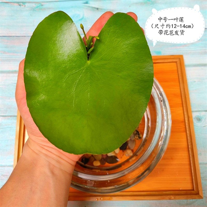 5.9包邮一叶莲睡莲碗莲无土水培植物桌面盆栽绿植花卉鱼花共养,个性定制/设计服务/DIY,明信片定制,淘宝优惠券,粉丝福利购,淘宝优惠卷