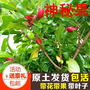 神秘果树苗四季开花当年结果变味果盆栽果树带叶带花带果包邮包活