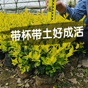 金森女贞苗金森女贞树球型植物四季常青庭院绿化篱笆苗耐寒金黄色