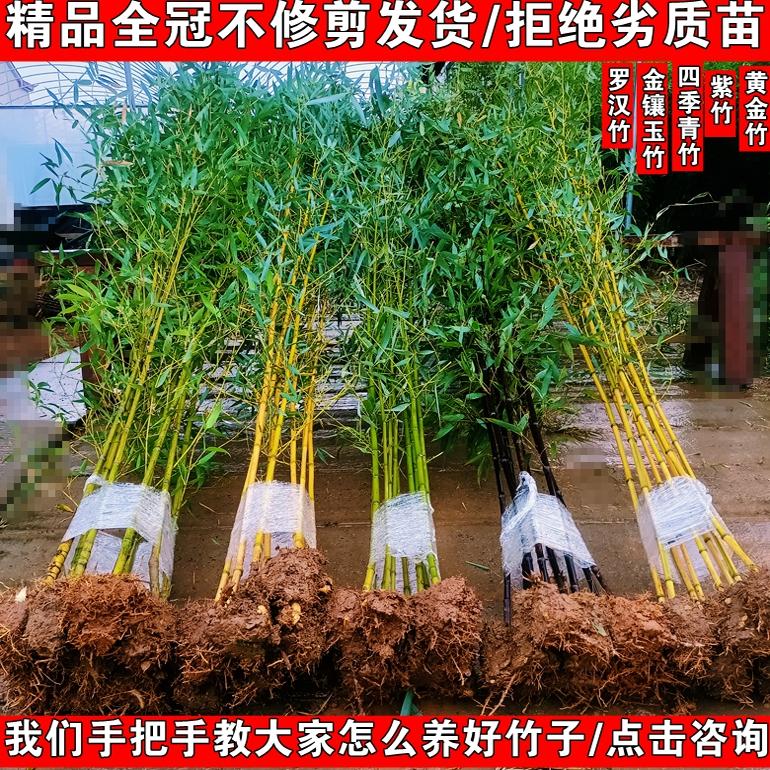 别墅庭院民宿景观绿化竹苗四季青竹紫竹金镶玉竹罗汉竹四季常青