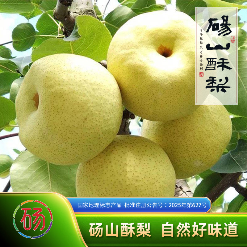 砀正宗安徽砀山酥梨新鲜现摘整箱水果脆甜雪梨酥脆多汁源头