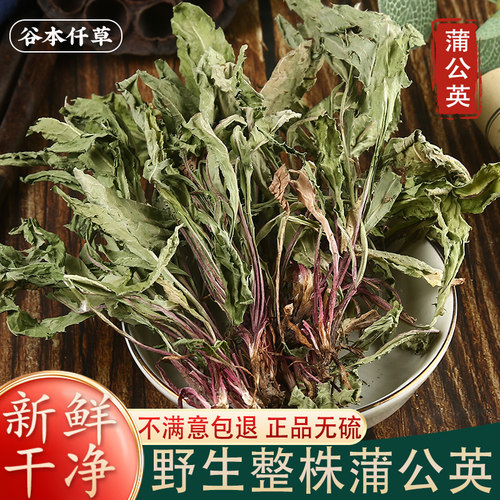 【官方正品】野生蒲公英整株500g