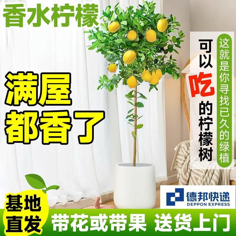 四季结果柠檬树盆栽包邮阳台带果花苞树苗庭院植物水果树绿植室内