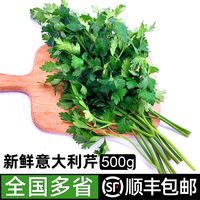 绿食者 新鲜意大利芹500g 欧芹香芹法国香菜巴西里香西餐食材包邮