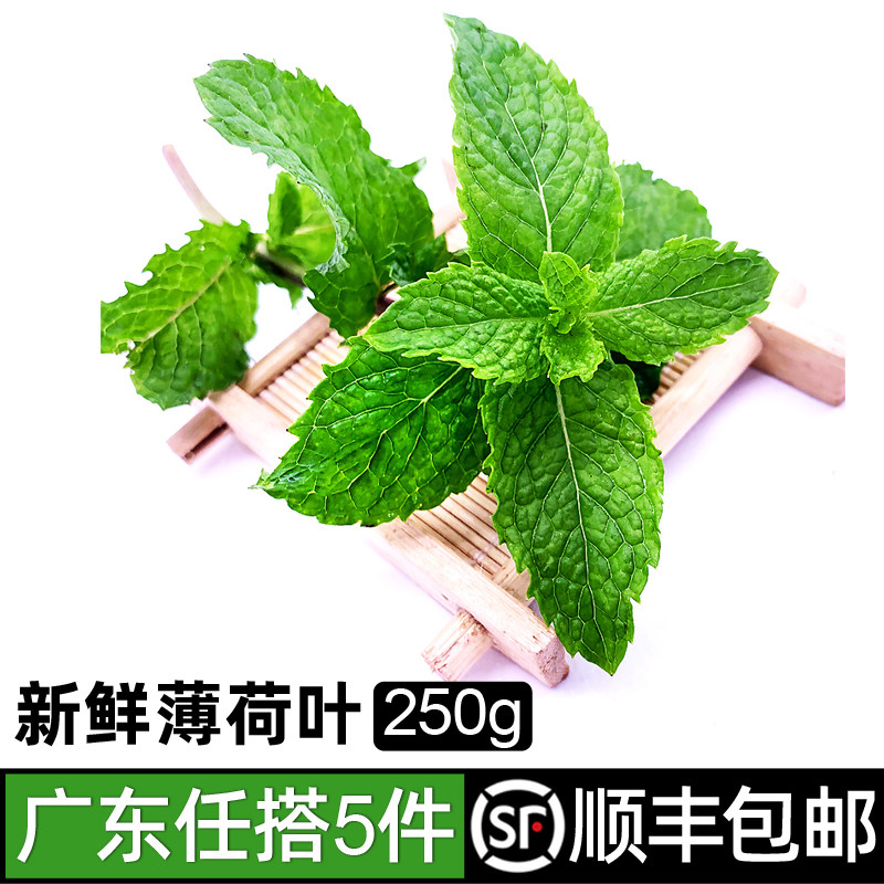 新鲜薄荷叶250g 泡水烘焙调酒水莫吉托食材鸡尾酒配料食材5件包邮