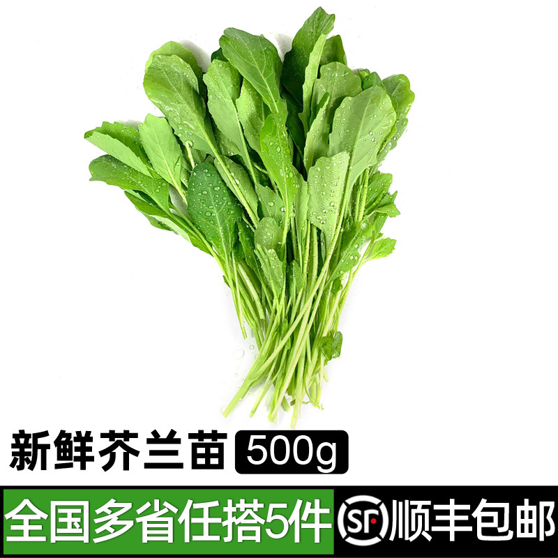 芥兰苗500g 新鲜蔬菜绿叶菜嫩叶炒菜火锅食材 5件顺丰包邮