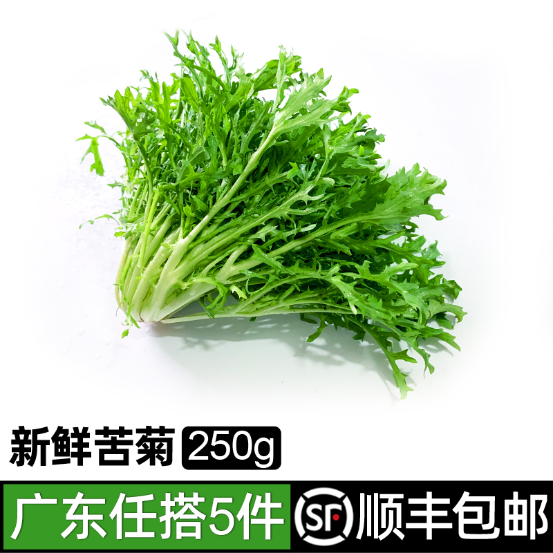 食者苦菊新鲜生菜蔬菜沙拉食材