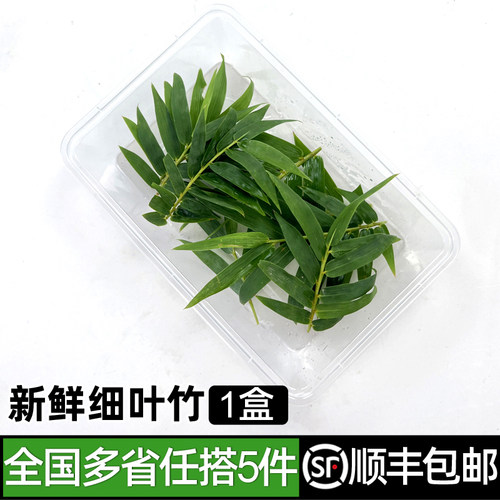 新鲜细叶竹绿食者摆盘点缀装饰