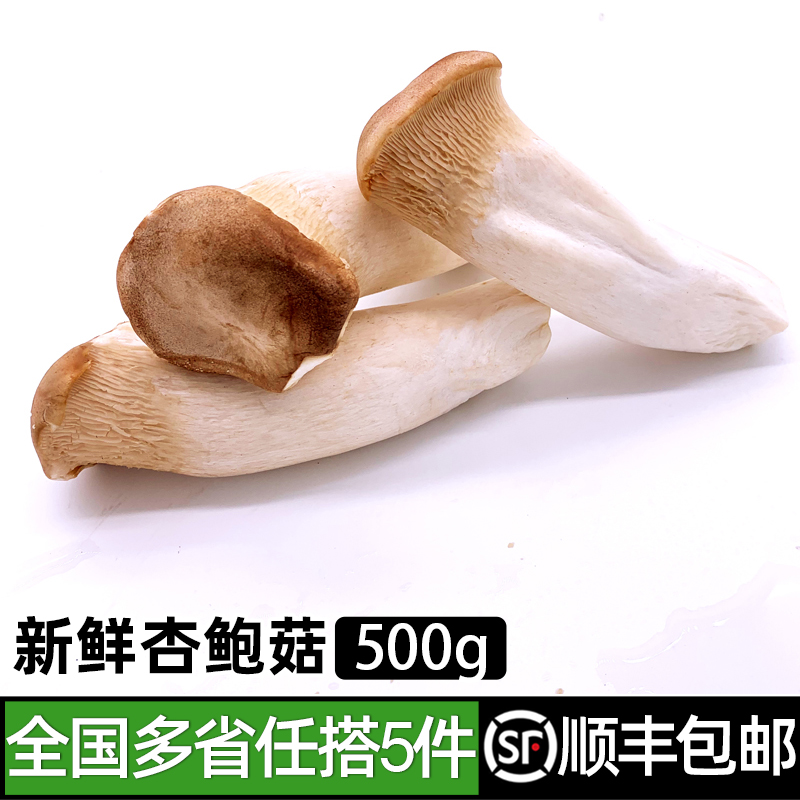 新鲜500g肉厚美味家常炒菜杏鲍菇