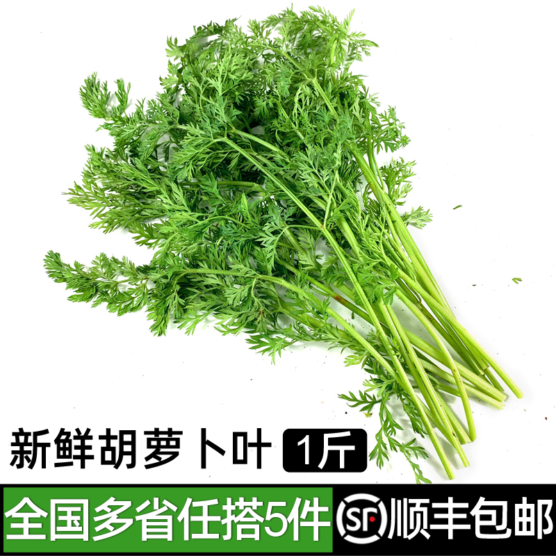 新鲜胡萝卜叶子500g 新鲜现摘萝卜叶 萝卜缨子 新鲜蔬菜胡萝卜叶