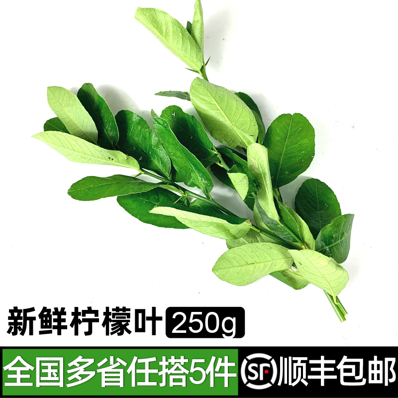 新鲜柠檬叶250g 带枝青柠叶西餐调味香料火锅配料 多省5件包邮