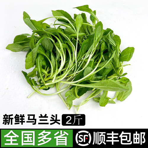 马兰头2斤新鲜蔬菜肠凉拌食材