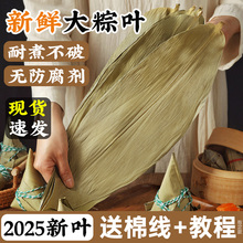 粽叶干大号粽子包粽子的叶子芦苇专用老式批发棕叶新鲜竹叶特野生