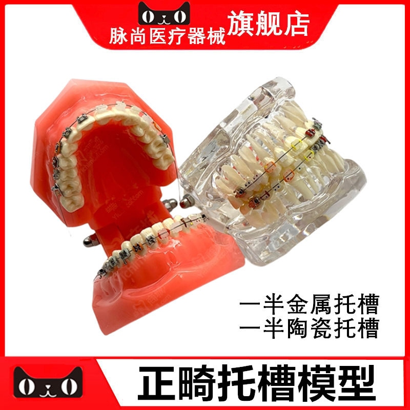 牙科正畸托槽模型练习模型 金属托槽陶瓷托槽模型 牙模型托槽模型