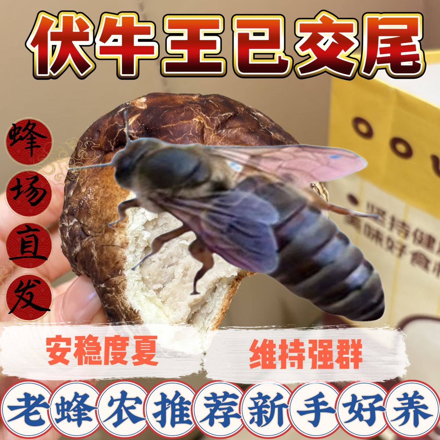 【四川蜂王】中蜂蜂王产卵蜂王种王广东蜂王开产王本地蜜蜂蜂王