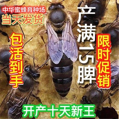 四川中蜂红背蜂王产卵王蜜蜂仓蜂种王纯种阿坝双色开产王伏牛活体