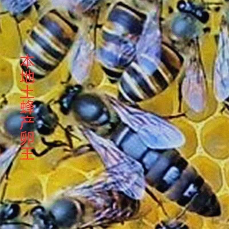 简约蜂蜂王种王台阿坝高良产黑麻王土蜂王活体新产王种处王中中蜂