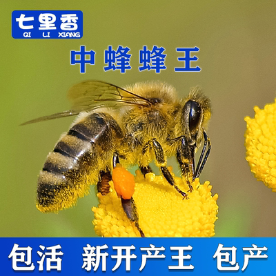 中蜂蜂王种王已交尾好介蜜蜂产卵王阿坝纯种开产新王广西云南土蜂