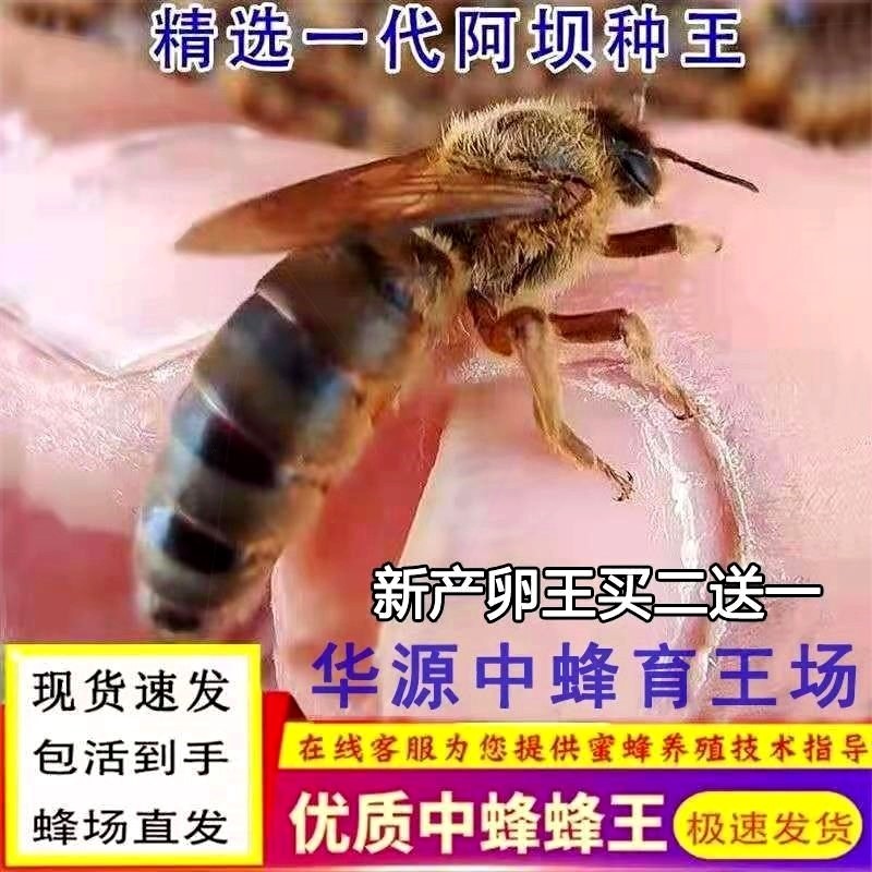 中蜂蜂王种王开产王中蜂蜂王种王开产G王受精纯种东北黑蜂处女王. 农用物资 授粉蜂 原图主图