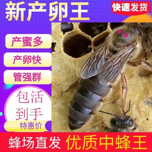 中蜂蜂王活体阿坝王优质产卵新开产王红环王高产种王处女王蜂王