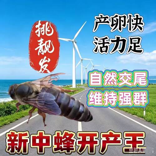 【自然交尾】中蜂蜂王优质产王中蜂开产王中蜂产卵蜂王蜜蜂种王