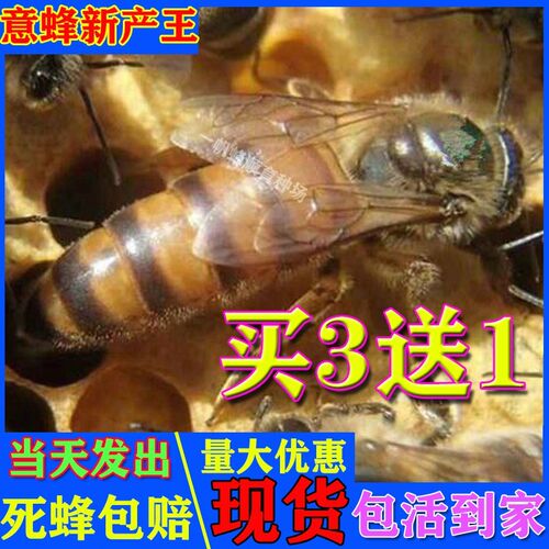 意蜂蜂王产卵王种王新开产王蜜王浆王喀尔巴阡生产王东北黑蜂出售
