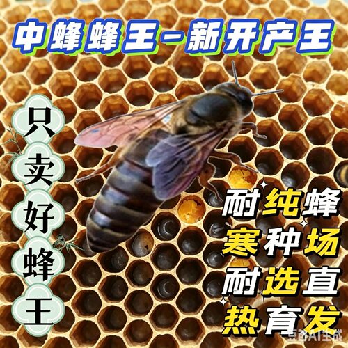 中蜂蜂王已交尾产卵王【四川发货】中蜂王产卵王阿坝伏牛黄金中蜂