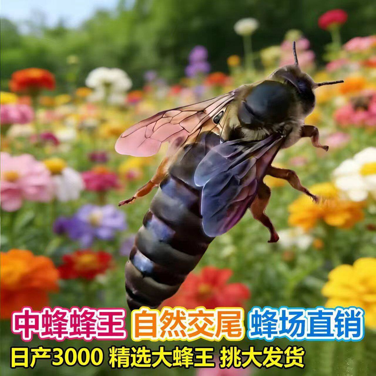 【中蜂蜂王】开产王蜜蜂活体产卵开产新王阿坝中华蜂[高产品种】