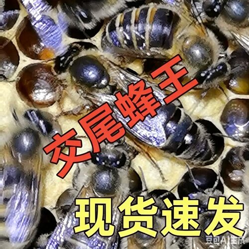 中蜂蜂王四川广西省内附近优质耐寒双色阿坝新中蜂王中蜂产卵王纯