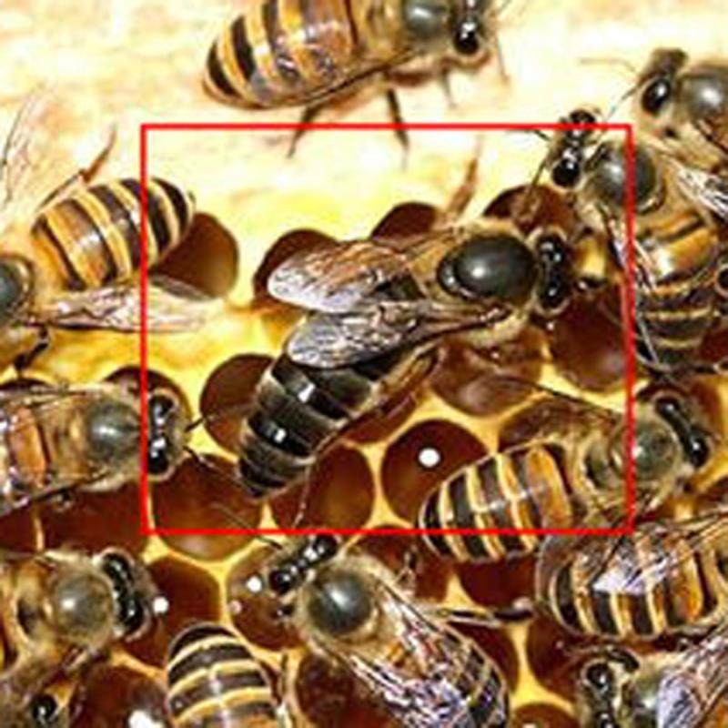中蜂蜂王高产蜜蜂蜂王土蜂王产卵产子新蜂王急用王黑色开产王