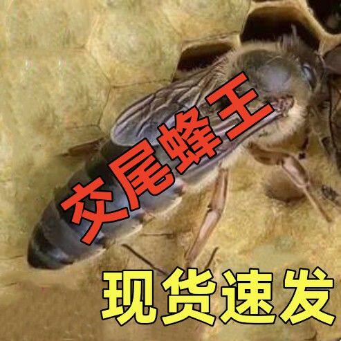 【已交尾】开产新王中蜂交尾王高产蜜王蜜蜂蜂王种王阿坝中蜂王