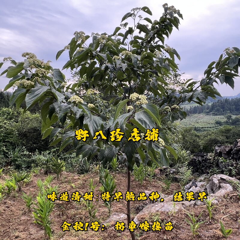 拐枣新品种嫁接苗金钩嫁接果树苗鸡爪子日本葡萄干树苗正宗耐寒