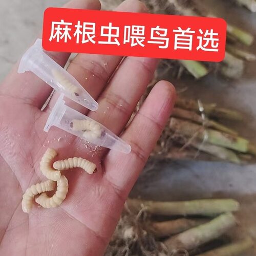 野生麻根虫壮膘提性鸟用高蛋白独立包装有大有小不上火 玉米虫