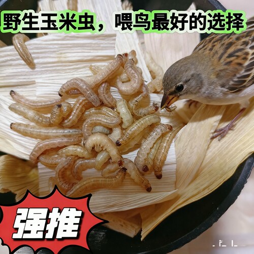 野生玉米虫鸟零食补膘不上火纯野生麻根虫活虫玉米虫高营养大虫