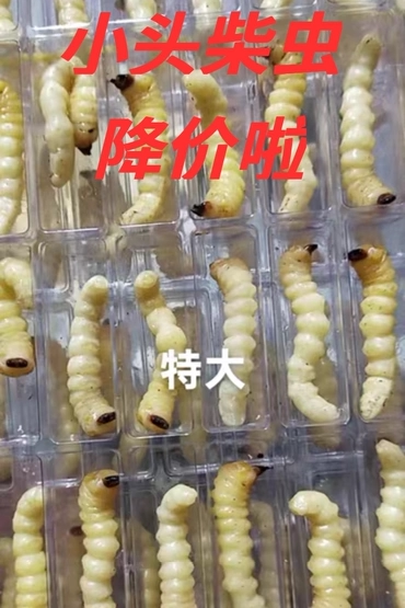 新货 小头柴虫50只 贵州松树天牛幼虫画眉比赛鸟食状膘尚品