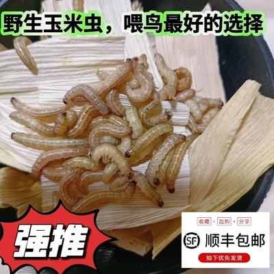野生玉米虫鸟零食补膘不上火纯野生麻根虫活虫玉米虫高营养大虫