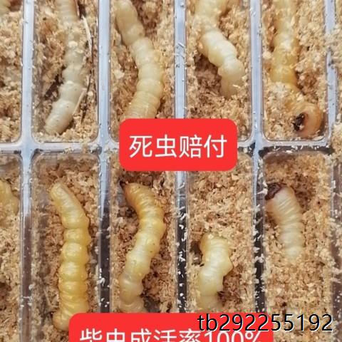 新货小头柴虫松树野生天牛幼虫活虫高蛋白鸟儿活食提膘斗鸟专用虫