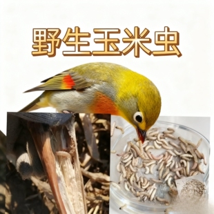 野生玉米虫鸟零食补膘不上火纯野生北京麻根虫活虫京津冀次日达