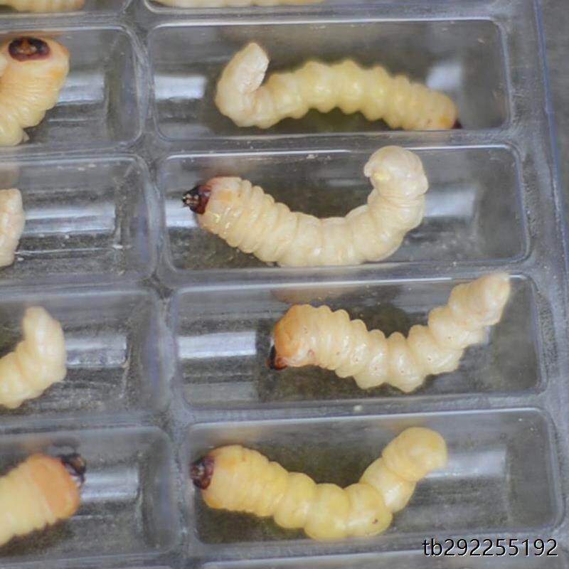 新货野生小头柴虫50只 贵州松树天牛幼虫画眉比赛鸟食状膘尚品