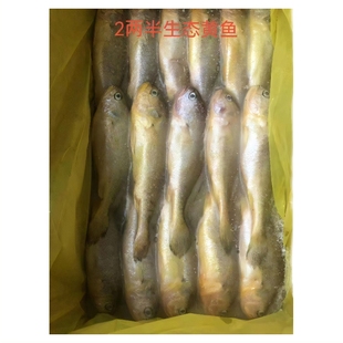 生态小黄鱼新鲜冷冻商用批发舟山东海鲜活小黄花鱼烧烤油炸包邮